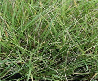 Zwenkgras (Festuca mairei)