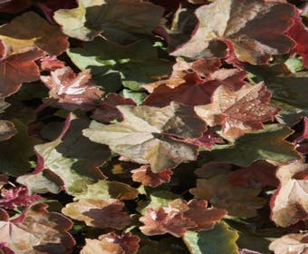 Purpurglöckchen (Heuchera 'Villosa brownie')