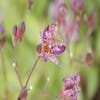 Orchideenlilie (Tricyrtis formosana 'Purple Beauty')