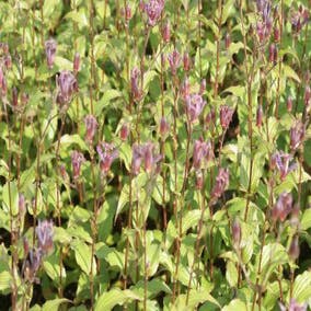 Orchideenlilie (Tricyrtis formosana 'Purple Beauty')