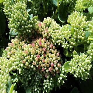 Fetthenne (Sedum spectabile 'Indian Chief')