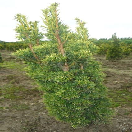 Gelbe Säulen-Eibe (Taxus baccata 'Fastigiata Aurea')