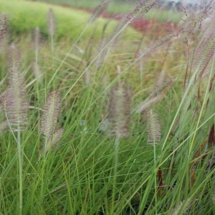 Lampepoetsersgras (Pennisetum 'Herbstzauber') 