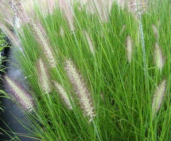 Lampenputzergras (Pennisetum alopecuroides 'Reborn')