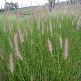 Lampenputzergras (Pennisetum alopecuroides 'Reborn')