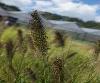 Lampenputzergras (Pennisetum alopecuroides 'Viridescens')