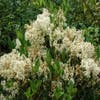 Texanischer Liguster/Liguster (Ligustrum texanum 'Silver Star')