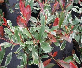 Glanzmispel (Photinia Pink Marble)