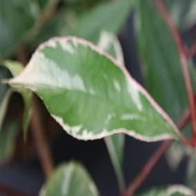 Glanzmispel (Photinia Pink Marble)