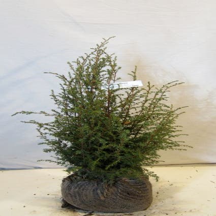 Juniperus communis 'Suecica'