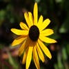 Sonnenhut (Rudbeckia fulgida 'City Garden')