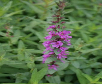 Katzenwedel (Lythrum salicaria 'Rosy Gem'')