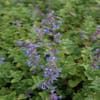 Katzenminze (Nepeta Racemosa 'Superba')