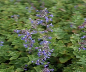Katzenminze (Nepeta Racemosa 'Superba')