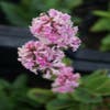 Andorn (Stachys monieri 'Rosea')