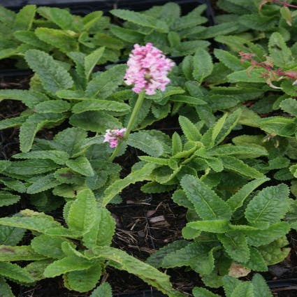 Andorn (Stachys monieri 'Rosea')
