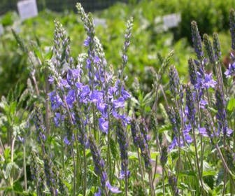 Ehrenpreis (Veronica austriaca 'Royal Blue')