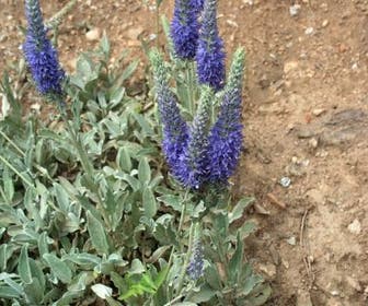 Ähren-Ehrenpreis (Veronica spicata incana)