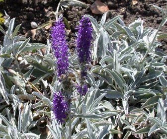 Ehrenpreis (Veronica incana 'Silberteppich')