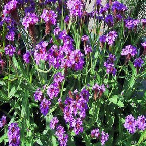 Verbena rigida