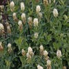Gelbweiße Klee (Trifolium ochroleucon)