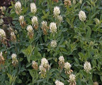 Gelbweiße Klee (Trifolium ochroleucon)