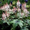 Persischer Hut/Schaumblüte(Tiarella 'Pink Bouquet')