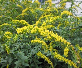 Goldrute (Solidago rugosa 'Fireworks')