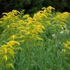 Goldrute (Solidago sphacelata 'Golden Fleece')