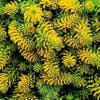 Fetthenne (Sedum reflexum 'Angelina')