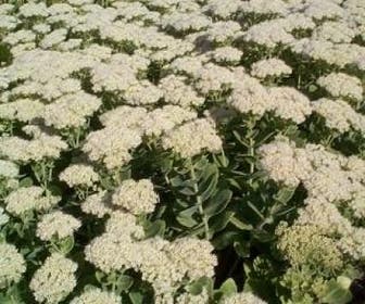 Fetthenne (Sedum spectabile 'Iceberg')