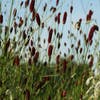 Pimpernell (Sanguisorba officinalis 'Red Thunder')