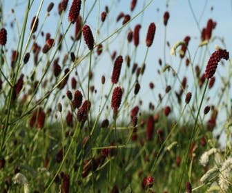 Pimpernell (Sanguisorba officinalis 'Red Thunder')