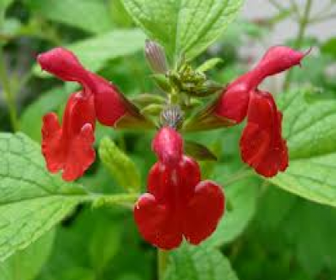 Salbei (Salvia microphylla)