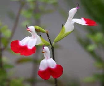 Salbei (Salvia microphylla 'Hot Lips')