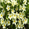 Schlüsselblume (Primula vulgaris)
