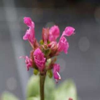Bienenkorb (Prunella grandiflora 'Inshriach Ruby')