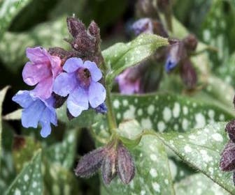 Lungenkraut (Pulmonaria 'Opal')