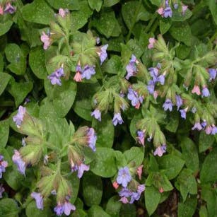 Lungenkraut (Pulmonaria officinalis)