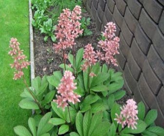 Schout-bij-nacht (Rodgersia henrici) BIO