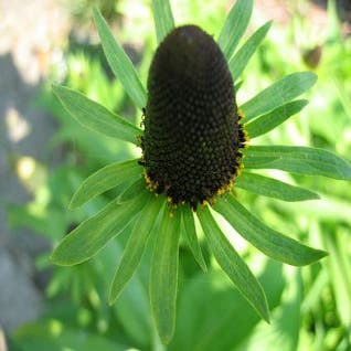 Sonnenhut (Rudbeckia occidentalis 'Green Wizard')