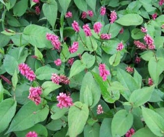 Knöterich (Persicaria amplexicaulis 'Inverleith')