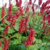 Knöterich (Persicaria amplexicaulis 'J.S. Caliente')