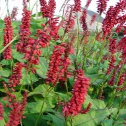 Knöterich (Persicaria amplexicaulis 'J.S. Caliente')