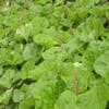 Großes Huflattich (Petasites hybridus)
