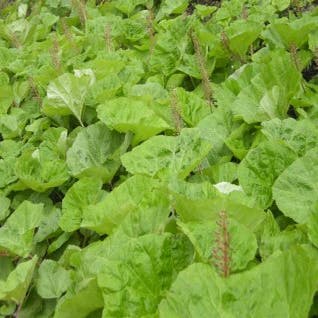 Großes Huflattich (Petasites hybridus)