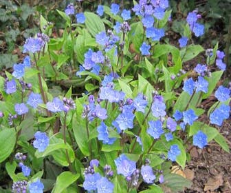 Amerikanisches Vergissmeinnicht (Omphalodes cappadocica 'Cherry Ingram')