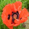 Mohn (Papaver orientale 'Beauty of Livermere')
