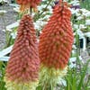 Feuerlanze/Fackellilie (Kniphofia 'Royal Castle')