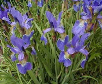 Sibirische Schwertlilie (Iris sibirica)